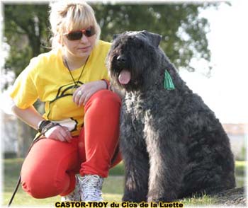 bouvier des flandres du clos de la luette - copyright déposé